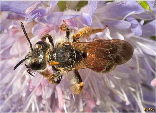 Andrena hattorfiana  Andrenidae 