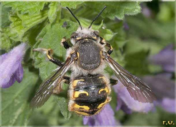  Anthidium manicatum  Megachilidae 