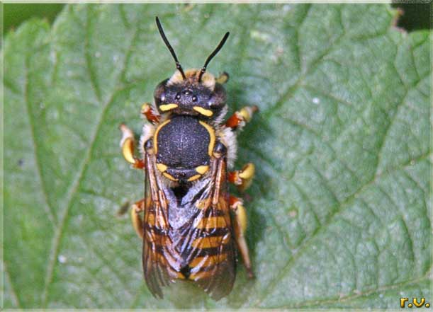  Anthidium punctatum  Megachilidae 
