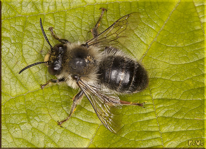  Anthophora furcata  Anthophoridae 