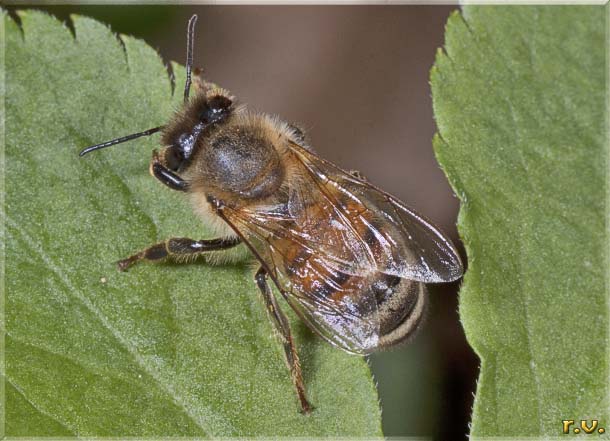  Apis mellifera  Apidae 