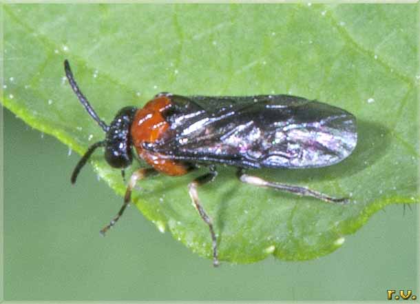  Arge coccinea  Argidae 