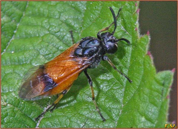  Arge cyanocrocea  Argidae 