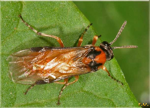  Athalia rosae  Tenthredinidae 