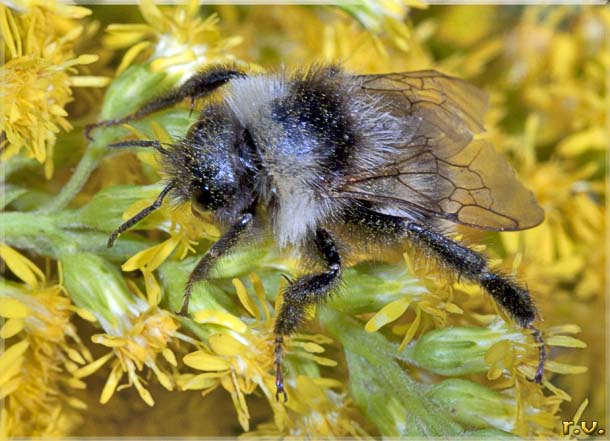  Bombus campestris  Apidae 