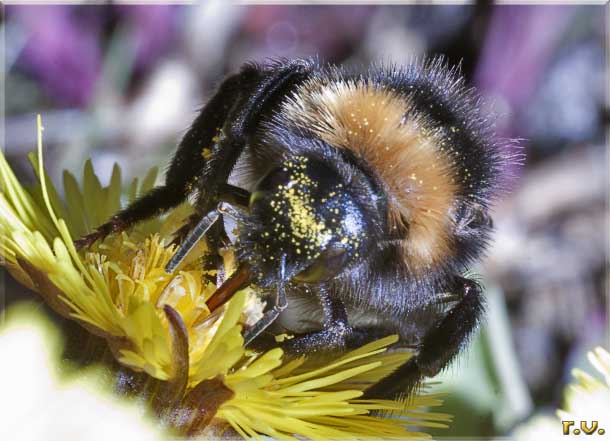  Bombus hortorum  Apidae 