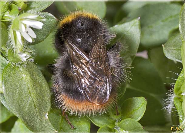  Bombus lapidarius  Apidae 