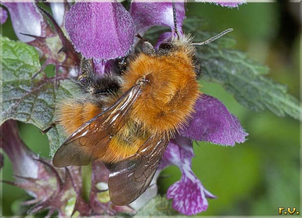  Bombus pascuorum  Apidae 