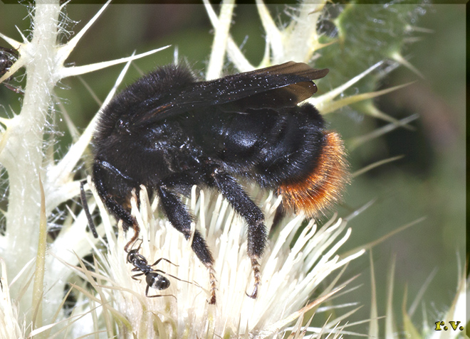  Bombus ruderarius  Apidae 