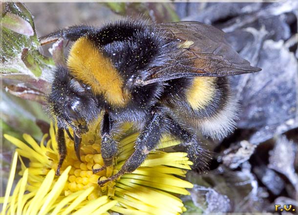  Bombus terrestris  Apidae 