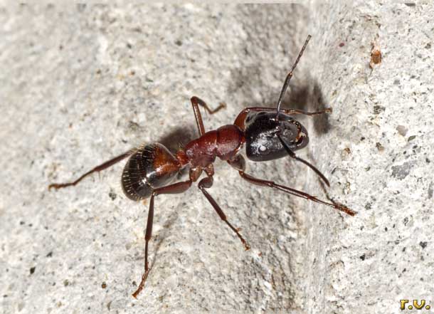  Camponotus ligniperda  Formicidae 