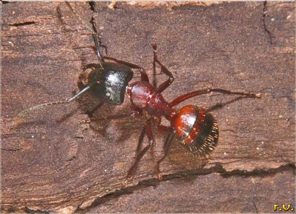  Camponotus nylanderi  Formicidae 