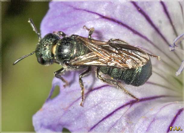  Ceratina cyanea  Apidae 