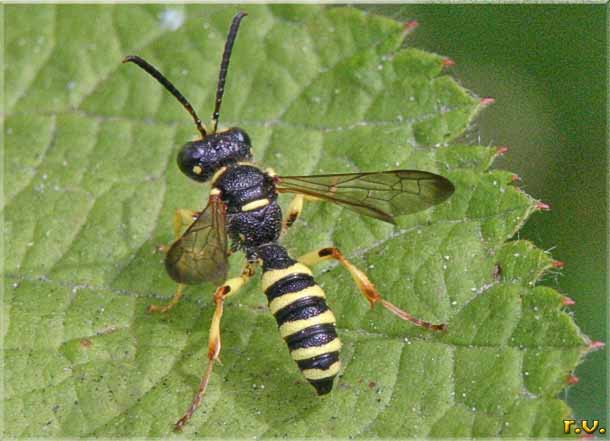  Cerceris arenaria  Sphecidae 