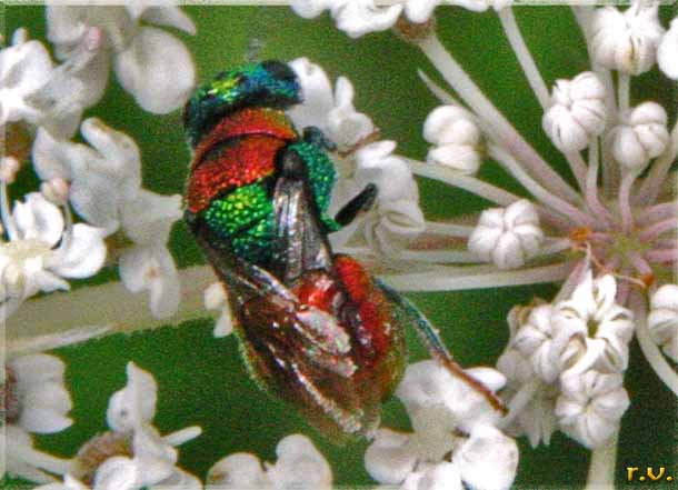  Chrysura dichroa  Chrysididae 