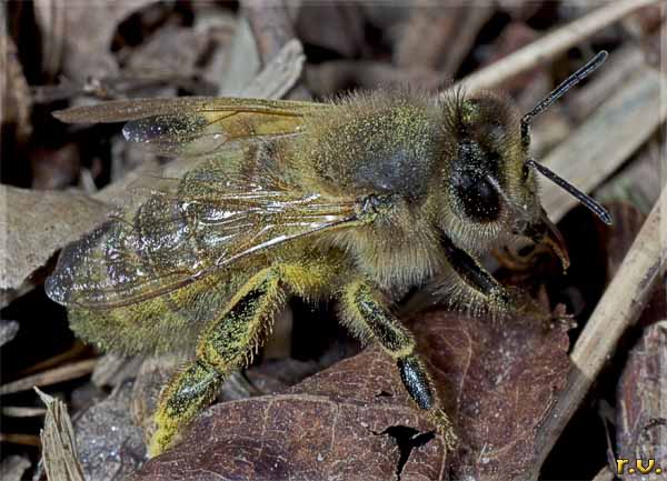  Colletes cunicularius  Collettidae 