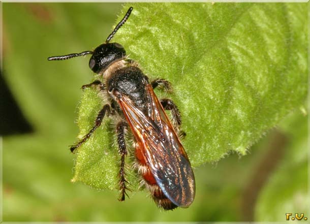  Colpa quinquecincta  Scoliidae 