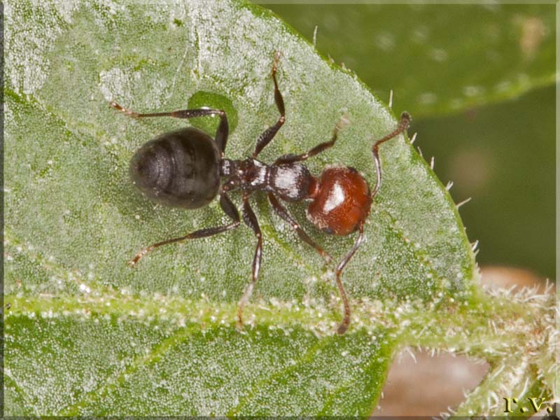  Crematogaster scutellaris  Formicidae 