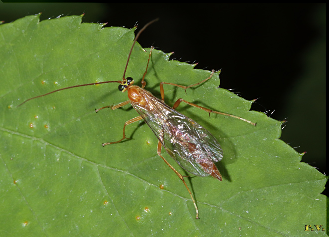  Enicospilus purgatus  Ichneumonidae 