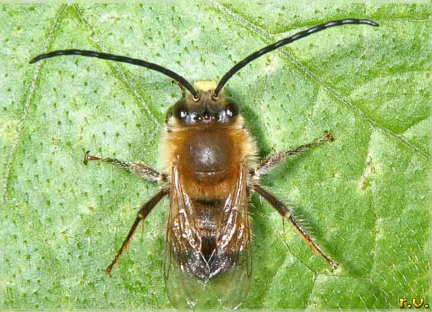  Eucera longicornis  Anthophoridae 