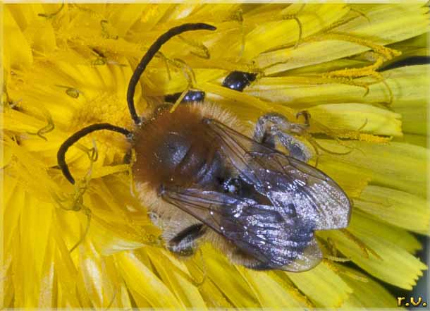  Eucera nigrescens  Anthophoridae 