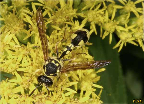 vespa pomina Eumenes pomiformis  Eumenidae 