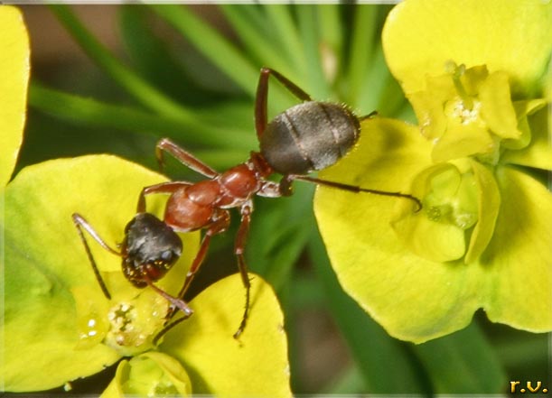 Formica rossa Formica rufa  Formicidae 