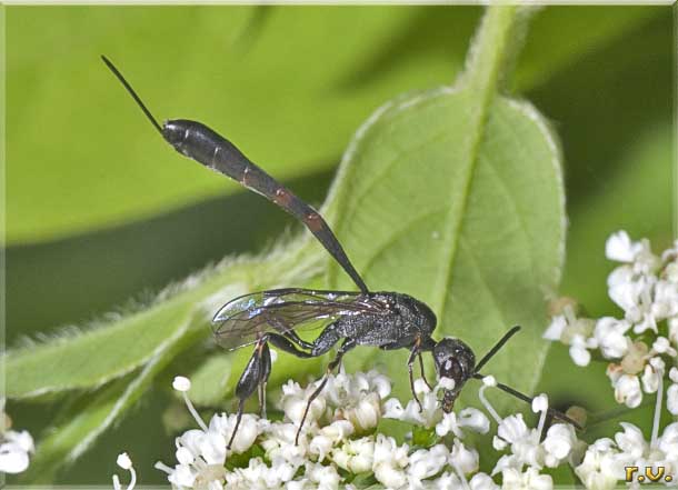  Gasteruption assectator  Gasteruptionidae 