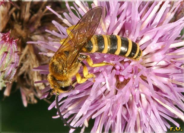 Ape scavatrice Halictus scabiosae  Halictidae 