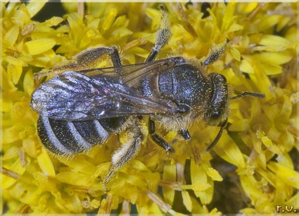  Lasioglossum sexstrigatum  Halictidae 