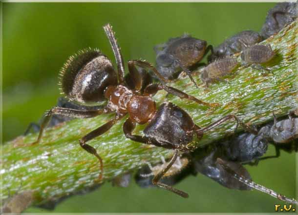  Lasius emarginatus  Formicidae 