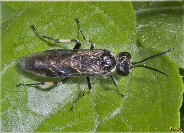  Macrophya albicincta  Tenthredinidae 