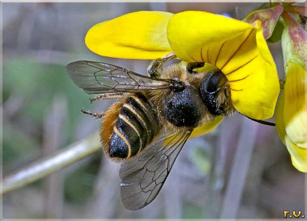  Megachile centuncularis  Megachilidae 