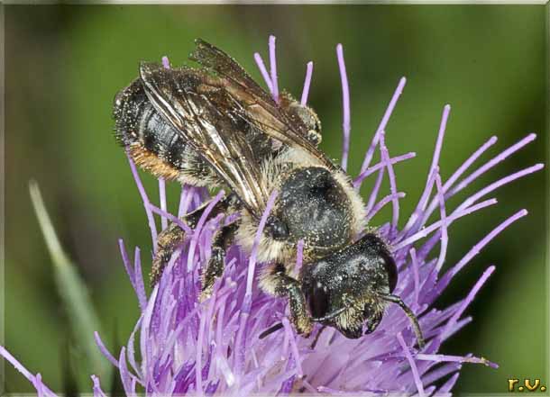  Megachile versicolor  Megachilidae 