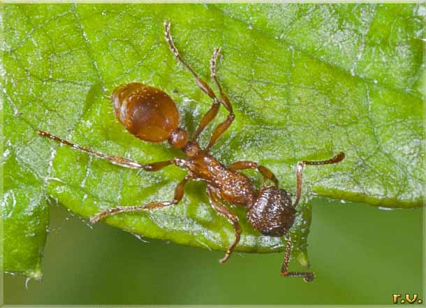  Myrmica rubra  Formicidae 