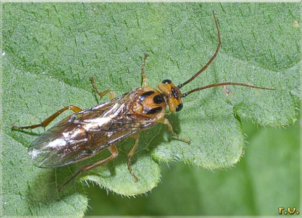  Nematus tibialis  Tenthredinidae 