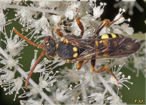  Nomada fucata  Anthophoridae 