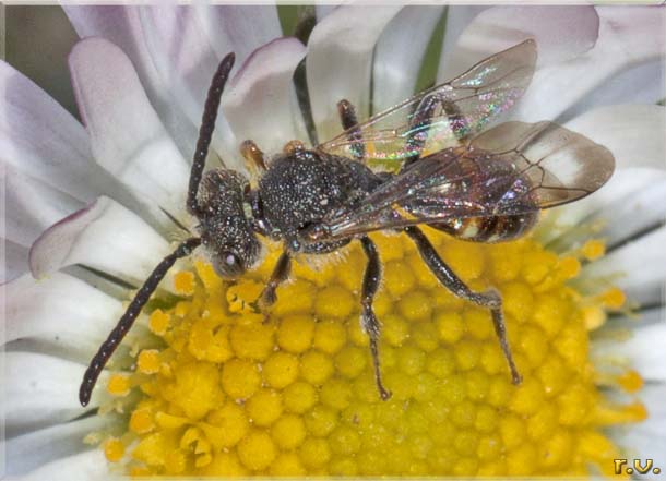  Nomada sheppardana  Anthophoridae 