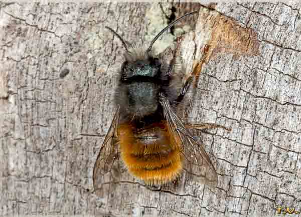  Osmia cornuta  Megachilidae 