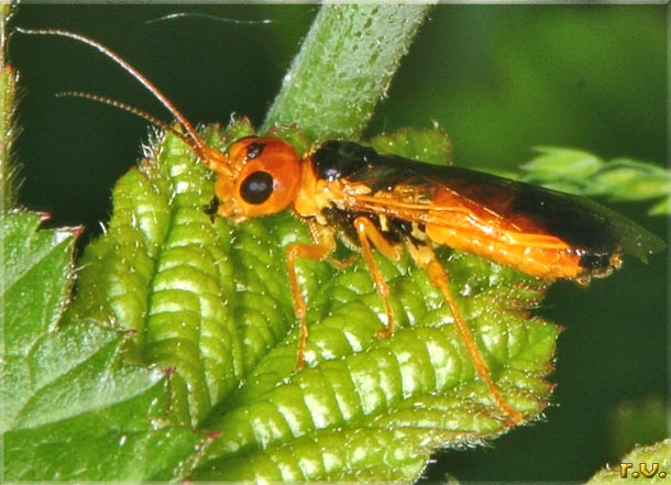  Pamphilius betulae  Pamphiliidae 