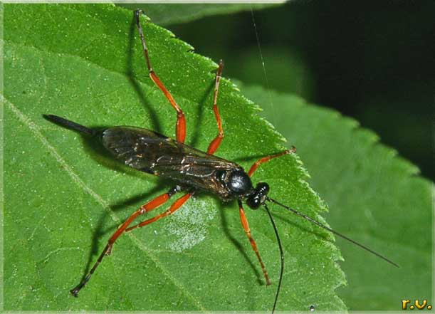  Pimpla rufipes  Ichneumonidae 