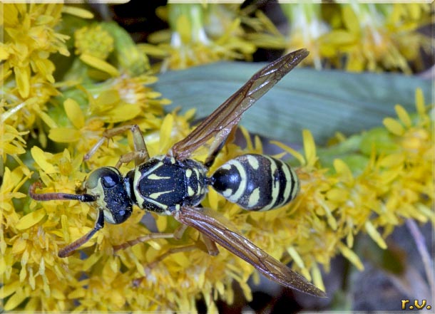  Polistes associus  Vespidae 