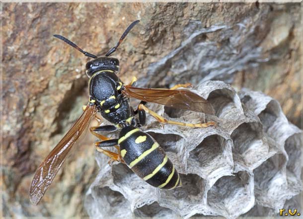  Polistes biglumis  Vespidae 