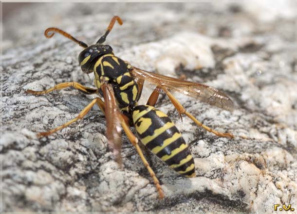  Polistes dominulus  Vespidae 
