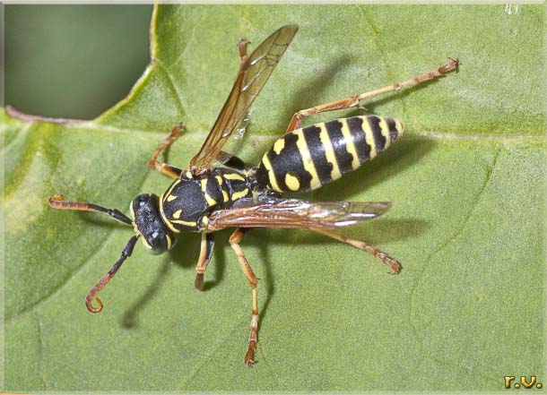  Polistes gallicus  Vespidae 