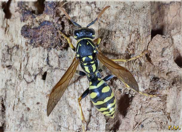  Polistes nympha  Vespidae 