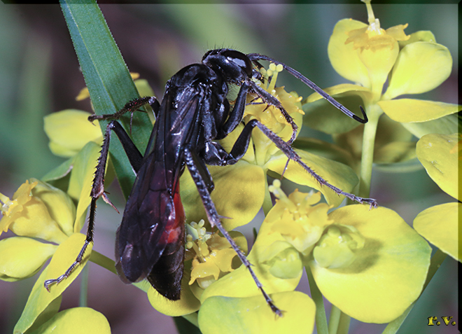  Priocnemis perturbator  Pompilidae 