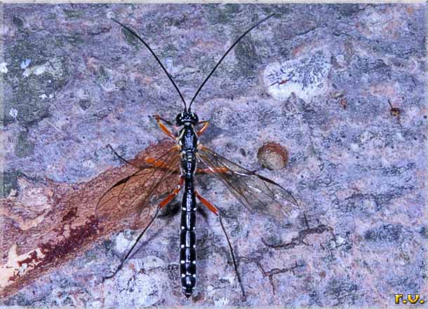  Rhyssa persuasoria  Ichneumonidae 