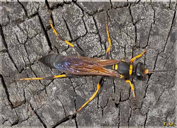  Sceliphron caementarium  Sphecidae 