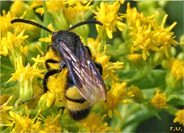  Scolia hirta  Scoliidae 